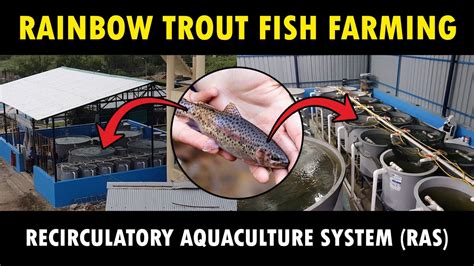 How to farm rainbow trout .